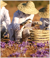 History of Saffron - Vanda Rossen