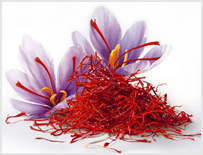 Saffron - Vanda Rossen